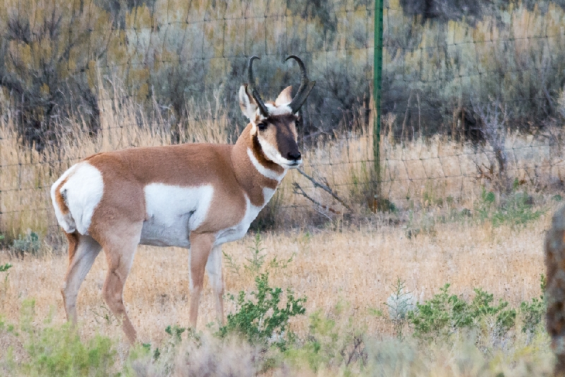 Pronghorn Antelope_YST1501.jpg